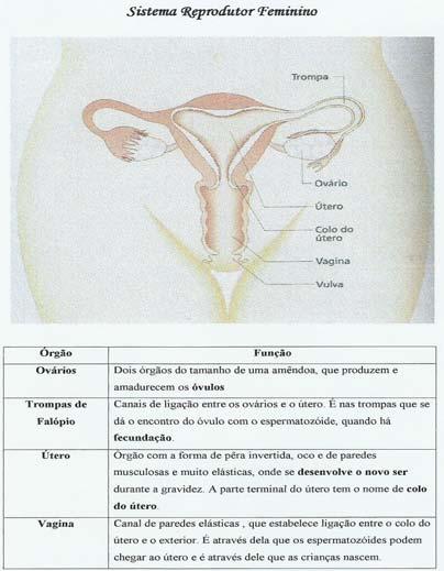 secundários e dos órgãos do sistema reprodutor humano.