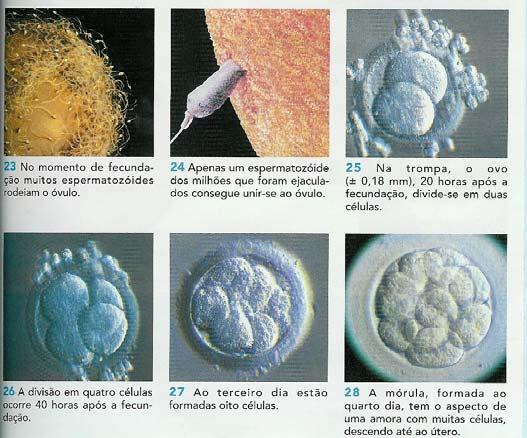 Carla os cientistas que se têm dedicado a esta área têm procurado descobrir como é que tudo realmente se passa. as imagens que têm na página 123 do manual não são desenhos.