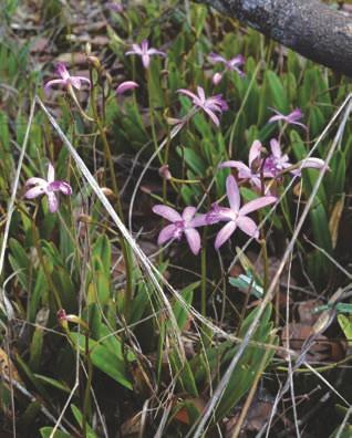 Cattleya caulescens (Lindl.