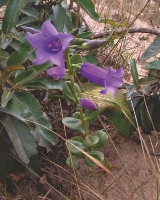 Chelonanthus purpurascens (Aubl.) Struwe et al.