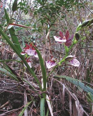 Zygopetalum maculatum (Kunth) Garay Orchidaceae Erva rupícola ou terrícola, esta orquídea mede até 80cm de altura, possui folhas em pseudobulbos, flores verdes com manchas roxas e labelo
