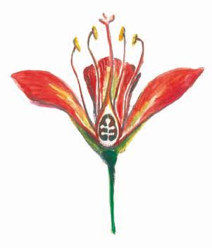 Dentre os principais grupos de vegetais destaca-se o das angiospermas, que reúne as plantas que apresentam flores como as apresentadas no presente Guia.