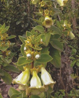 Paliavana sericiflora Benth.