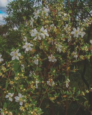 Diplusodon virgatus Pohl Lythraceae Arbusto terrícola, mede até 2m de altura, possui folhas glabras com até 3x1,3cm, flores brancas com pétalas de base estreita e