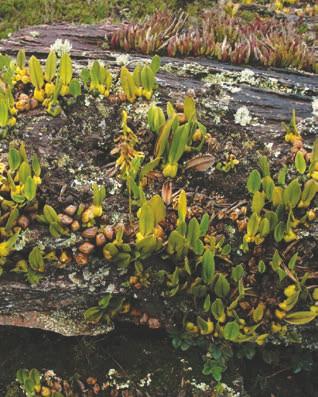 Bulbophyllum weddellii (Lindl.) Rchb.f.