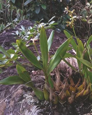 Prosthechea pachysepala (Klotzsch) Chiron & V.P.Castro Orchidaceae Erva rupícola que mede até 50cm de altura, é uma orquídea de folhas coriáceas em pseudobulbos, flores amareladas