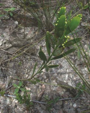 Phyllanthus klotzschianus Müll.Arg.
