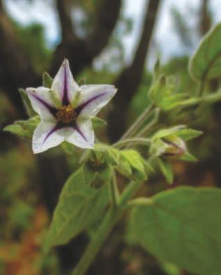 Solanum didymum Dunal Solanaceae Arbusto terrícola, mede até 2m de altura, ramos e folhas com pelos, flores brancas com centro das pétalas roxo e frutos roxos tipo baga.