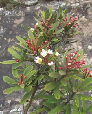 Drimys brasiliensis Miers Winteraceae Popularmente conhecida como paratudo ou casca-de-anta é um arbusto ou árvore terrícola que mede até 12m de altura, tem folhas