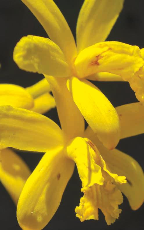 Orchidaceae Cattleya
