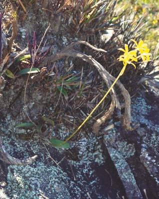 Cattleya crispata (Thunb.