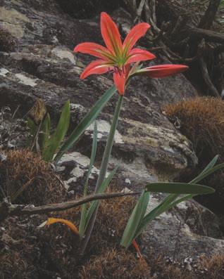Hippeastrum morelianum Lem. Amaryllidaceae Conhecida popularmente como açucena ou amarílis, é uma erva saxícola ou terrícola, mede até 80cm de altura e possui flores vermelhas vistosas.
