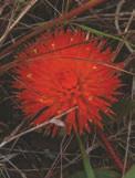 pequenas entre brácteas vermelhas vistosas. Floresce entre novembro e abril, é polinizada por animais e suas sementes são dispersadas pelo vento.