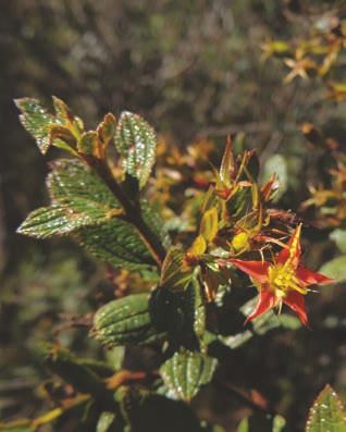 Cambessedesia salviifolia (Cham.) A.B.