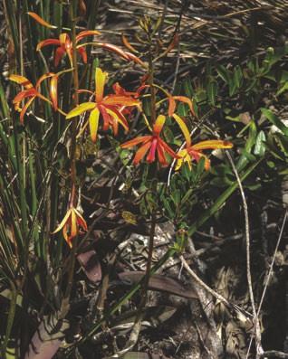 Cattleya cinnabarina (Bateman ex Lindl.