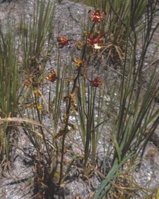 Cyrtopodium parviflorum Lindl.