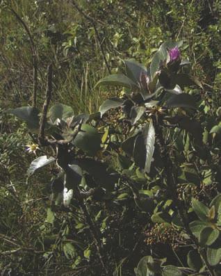 Hololepis pedunculata (DC. ex Pers.) DC.