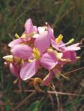 castanhos tipo cápsula. Floresce entre fevereiro e abril, é polinizada por animais e suas sementes são dispersadas pelo vento.