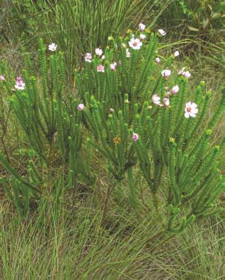 Lavoisiera sampaioana Barreto Melastomataceae Arbusto terrícola que mede até 1,5m de altura, possui folhas justapostas nos ramos, com margens pectinadas, flores