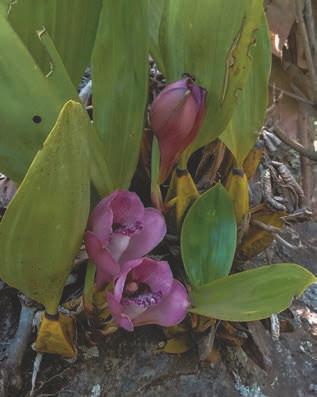 Bifrenaria harrisoniae (Hook.) Rchb.f. Orchidaceae Erva rupícola ou epífita que mede até 25cm de altura e possui folhas com pseudobulbos, é uma orquídea de flores rosas ou creme com labelos roxos e frutos castanhos tipo cápsula.