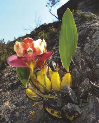 Bifrenaria tyrianthina (Lodd.) Rchb.f. Orchidaceae Erva rupícola que mede até 30cm de altura, esta orquídea possui folhas em pseudobulbos, flores rosas ou cremes com labelo roxo trilobado e frutos castanhos tipo cápsula.