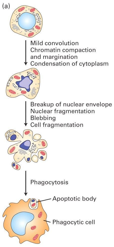 Apoptose