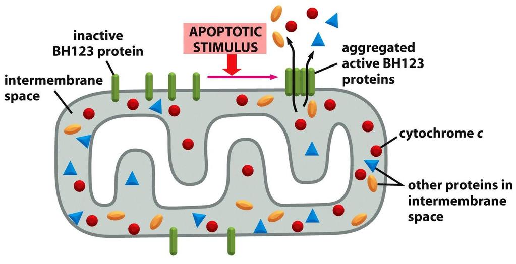 Reguladoras da apoptose