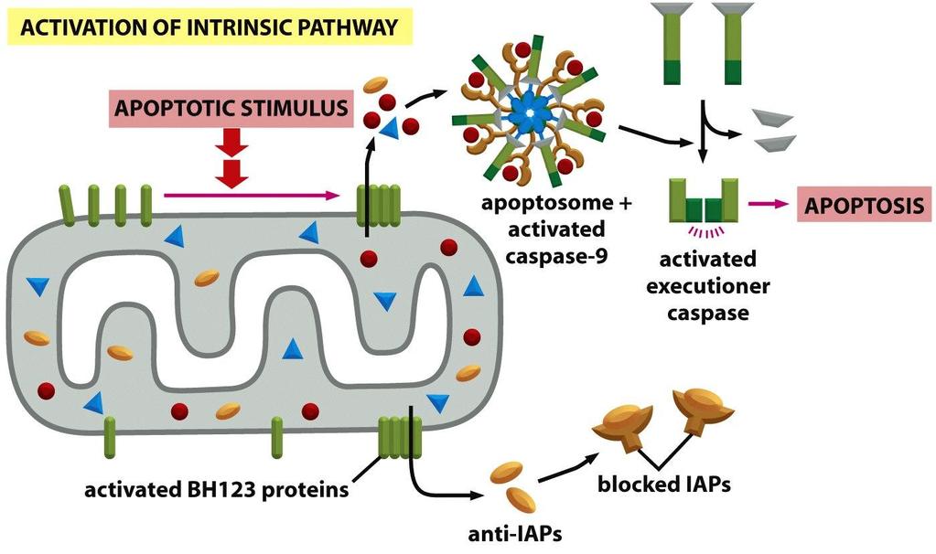 IAP proteínas inibidoras de