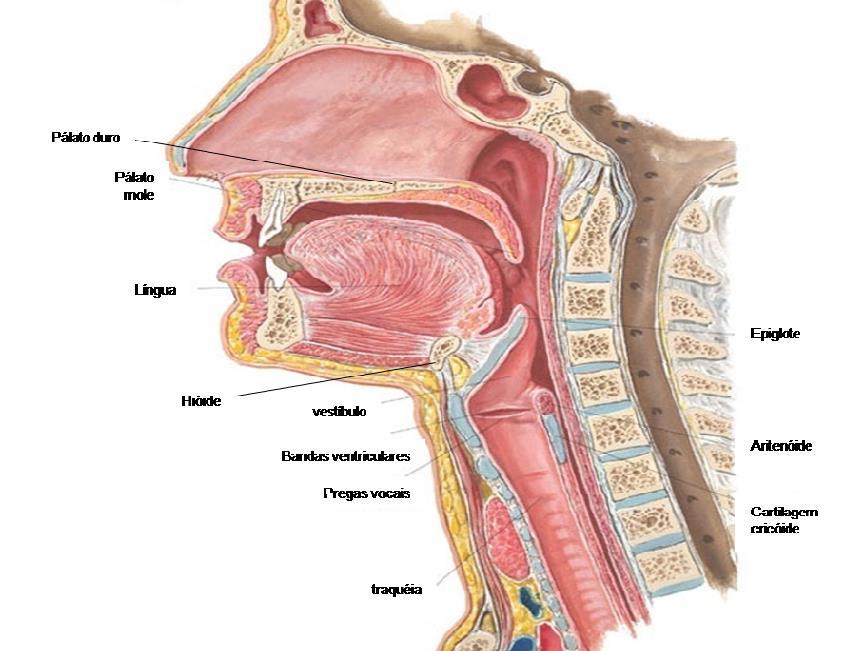 Introdução 27 Figura 2- Anatomia das vias aéreas superiores. Região da faringe em que não há sustentação óssea ou cartilaginosa e, portanto, susceptível a colapso.