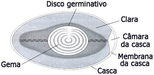 1 1 A figura abaixo representa um embrião de anfioxo no estágio de nêurula. Essa fase é caracterizada pela estrutura I, que é um tubo neural.