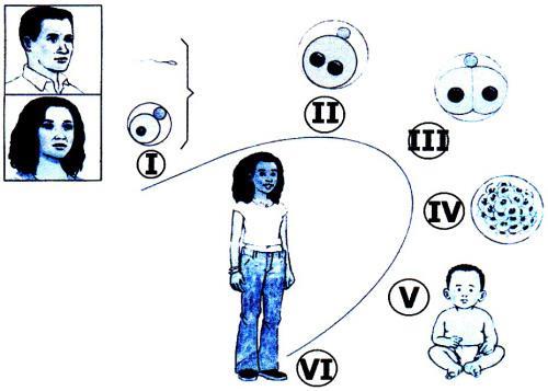 Essa figura representa uma árvore filogenética hipotética da evolução dos animais. Pode-se afirmar que o critério utilizado para separar os ramos 1 e 2 foi: a) a boca originada do blastóporo em 2.