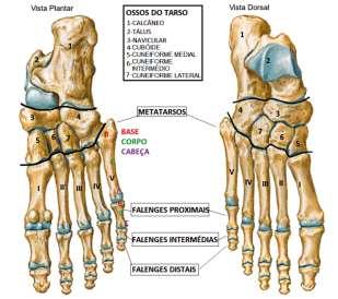Figura 2 - Vista plantar e dorsal dos ossos dos pés (2) A articulação das estruturas ósseas e musculares do pé permite que este desenvolva vários movimentos, sendo os principais: Flexão/extensão
