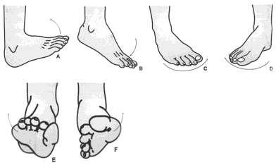 Figura 3 - Principais movimentos do pé (3) A- Flexão dorsal; B- Flexão plantar; C- Adução; D-Abdução; E-Pronação; F Supinação A articulação do tibiotársica é pequena e sólida, mas com bastante
