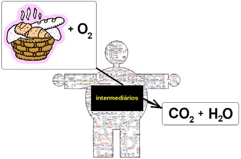 O que os seres vivos sabem fazer melhor é comer ingerir substâncias no estado reduzido que vão ser oxidadas a e respirar inspirar O 2, o oxidante último dos nutrientes e expirar o produto da oxidação