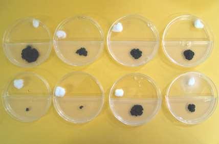 Crescimento micelial (cm) Efeito in vitro dos compostos voláteis (identificados) sobre o crescimento micelial de G.