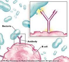 Ligação a antígeno pelos anticorpos é a função primária dos anticorpos