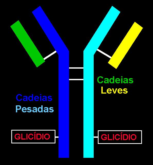 A.Cadeias leves e Pesadas Todas as imunoglobulinas têm uma estrutura de quatro cadeias como unidade básica.