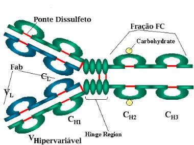 Esta é a região com a qual os braços da molécula de anticorpo formam um Y. É chamada de região da dobradiça porque há uma flexibilidade na molécula nesse ponto. E.