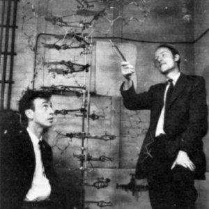 James Dewey Watson (1928-) Francis Harry Compton Crick (1916-2004) Zoólogo americano e físico inglês, propuseram um modelo de estrutura do DNA