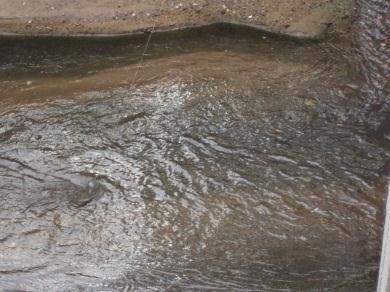 falta de mata ciliar, o cheiro era desagradável e a coloração da água era escura. Após termos coletado água do Córrego Vidoca fomos até o Rio Buquira. Visitamos duas partes do rio.