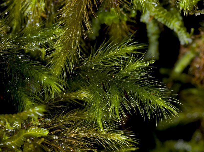 Echinodium renauldii Único musgo endémico dos Açores presente