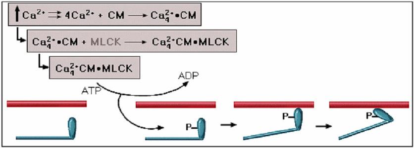 dependência do Ca 2+ extracelular Acoplamento excitação-contração Maior dependência do Ca 2+