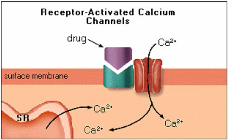 Farmacomecânico - Envolvimento de agonista que ativa receptor celular Eletromecânico alteração exclusivamente elétrica