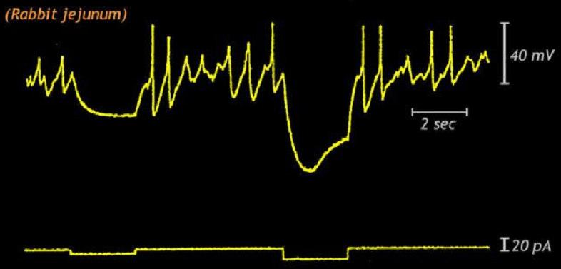 de nervos autonômicos (neurotransmissores) Registro de contrações musculares lisas (provocadas pela formação de Ondas