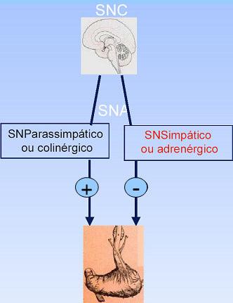 extracelular de angiotensina II, carbacol e