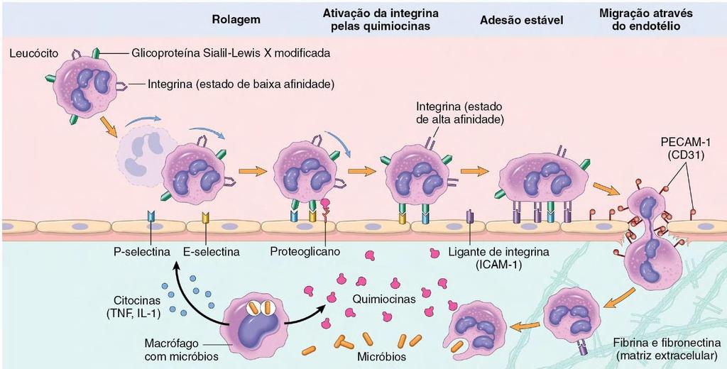 Implantação no endométrio uterino Em relação às moléculas envolvidas, existe uma semelhança entre a implantação do blastocisto e o