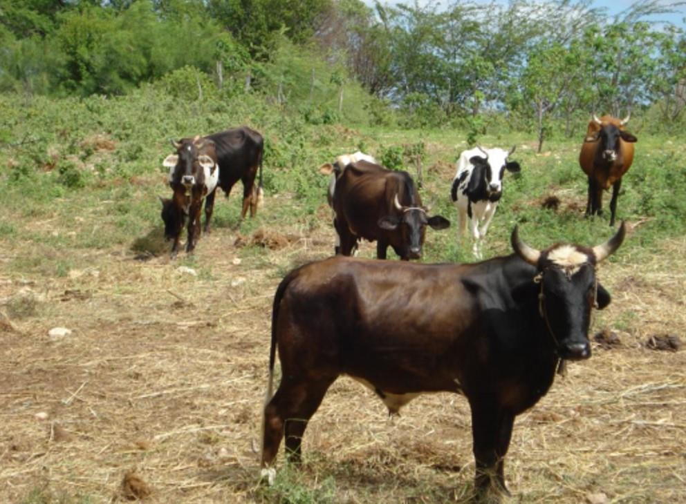 Nos sertões, com o clima semi-árido a atividade privilegiada foi a criação de animais, em especial, o gado vacum, que atendia o mercado de alimentos com a carne, o leite e seus derivados, e o