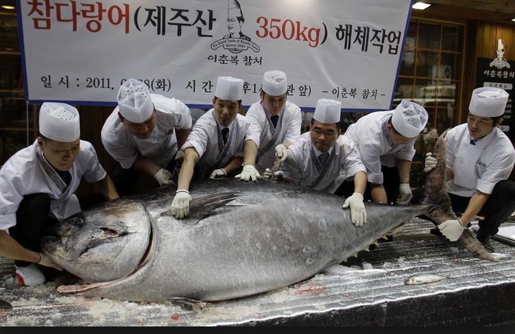 Brabo et al (2016) Atum-rabilho de 350 kg e 2,7 m de comprimento capturado na Coreia do Sul.