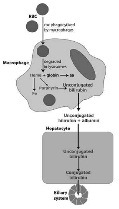 ALTERAÇÕES HEMATÓCRITO/HEMOGLOBINA Perdas de sangue Hemorragia externa ou interna (pulmões, bexiga, cavidades cranianas, torácica, abdominal etc.