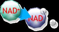 A forma oxidada da nicotinamida adenina dinucleotídeo é abreviada